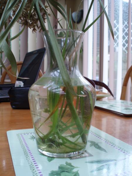 umbrella plant exp  1