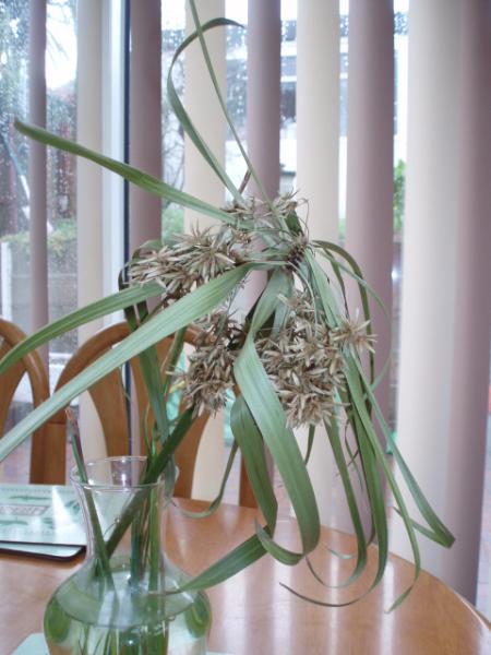 umbrella plant exp  12