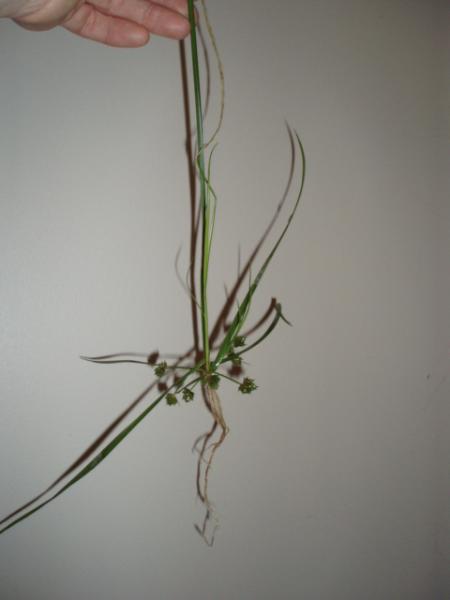 umbrella plant exp 11