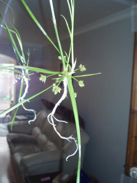 umbrella plant exp 13