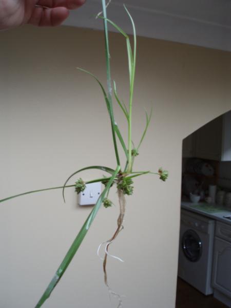 umbrella plant exp 5